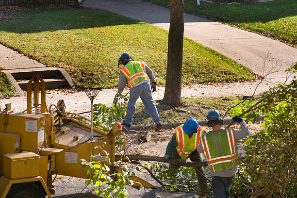 The Steps Involved in Our Tree Care Process in Perryville, AR